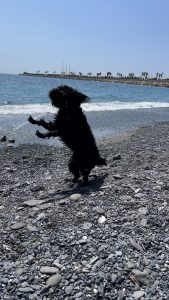 Tiere Willkommen